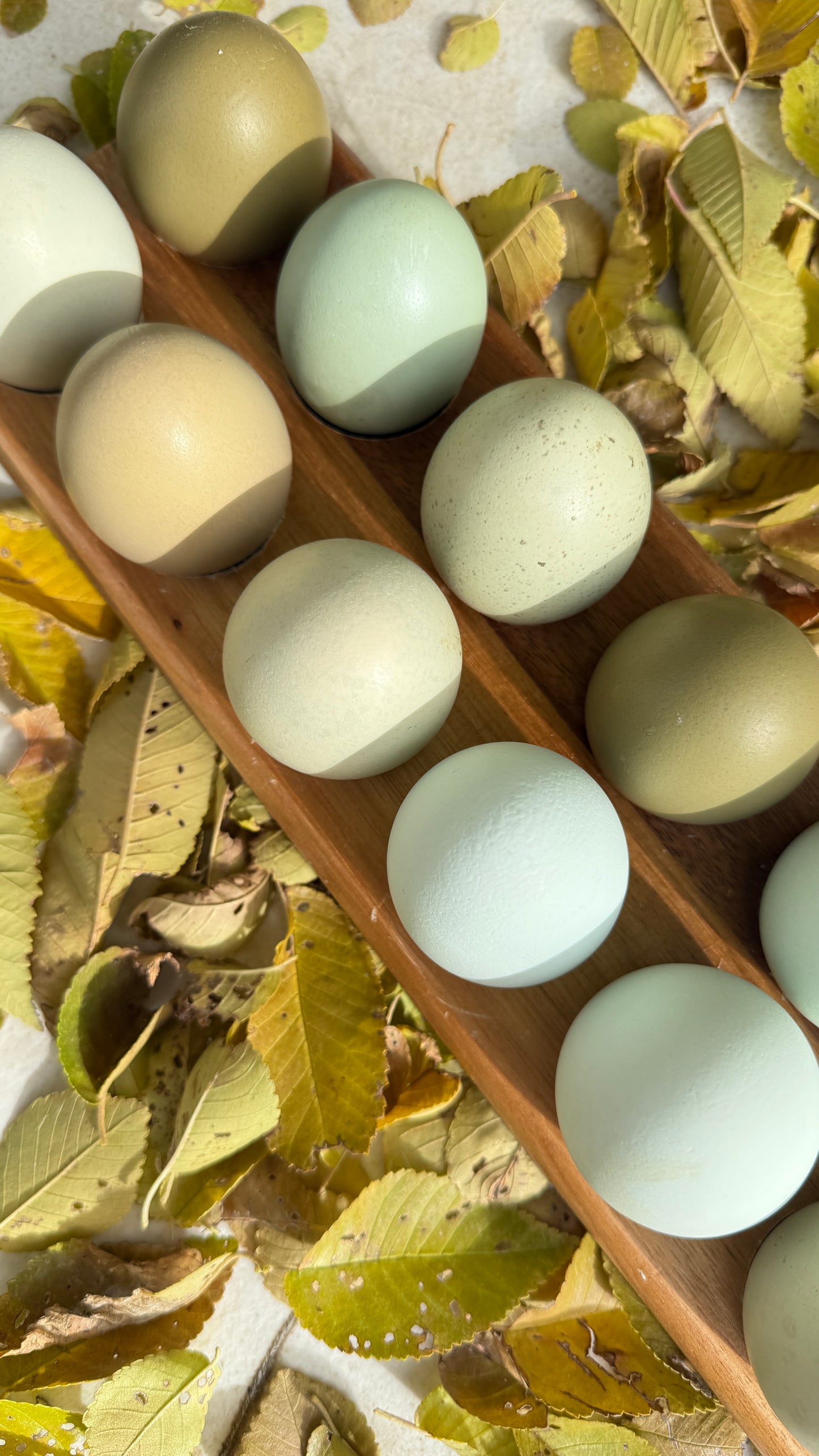 The Eden Line – Hatching Eggs & Homestead Starter Bundle