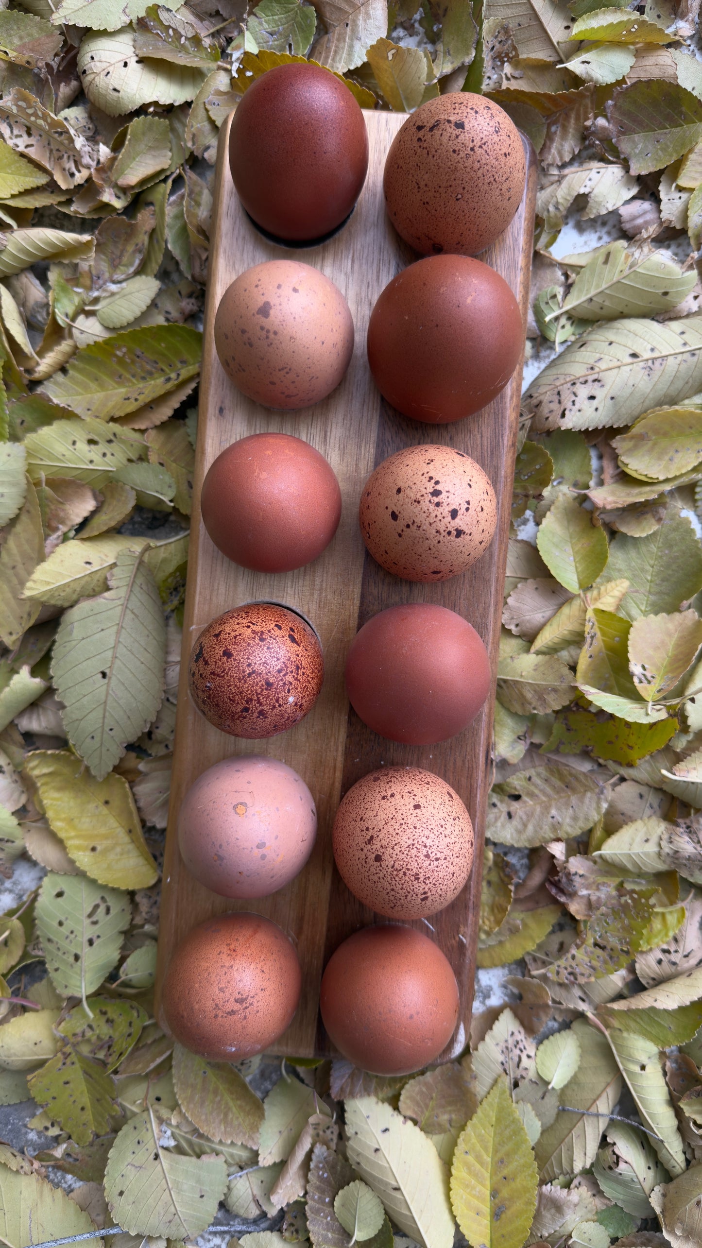 The Eden Line – Hatching Eggs & Homestead Starter Bundle