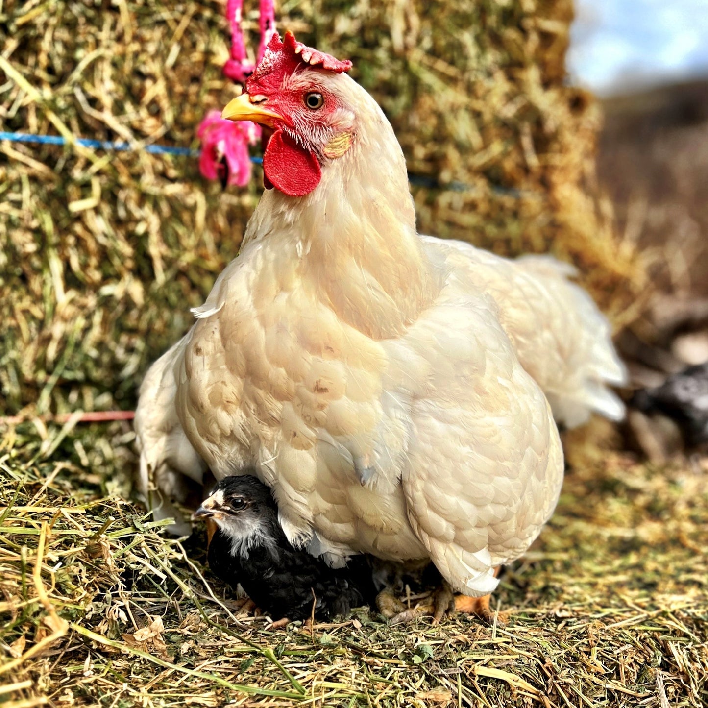 Echo Acres Egg Subscription $7 per Dozen