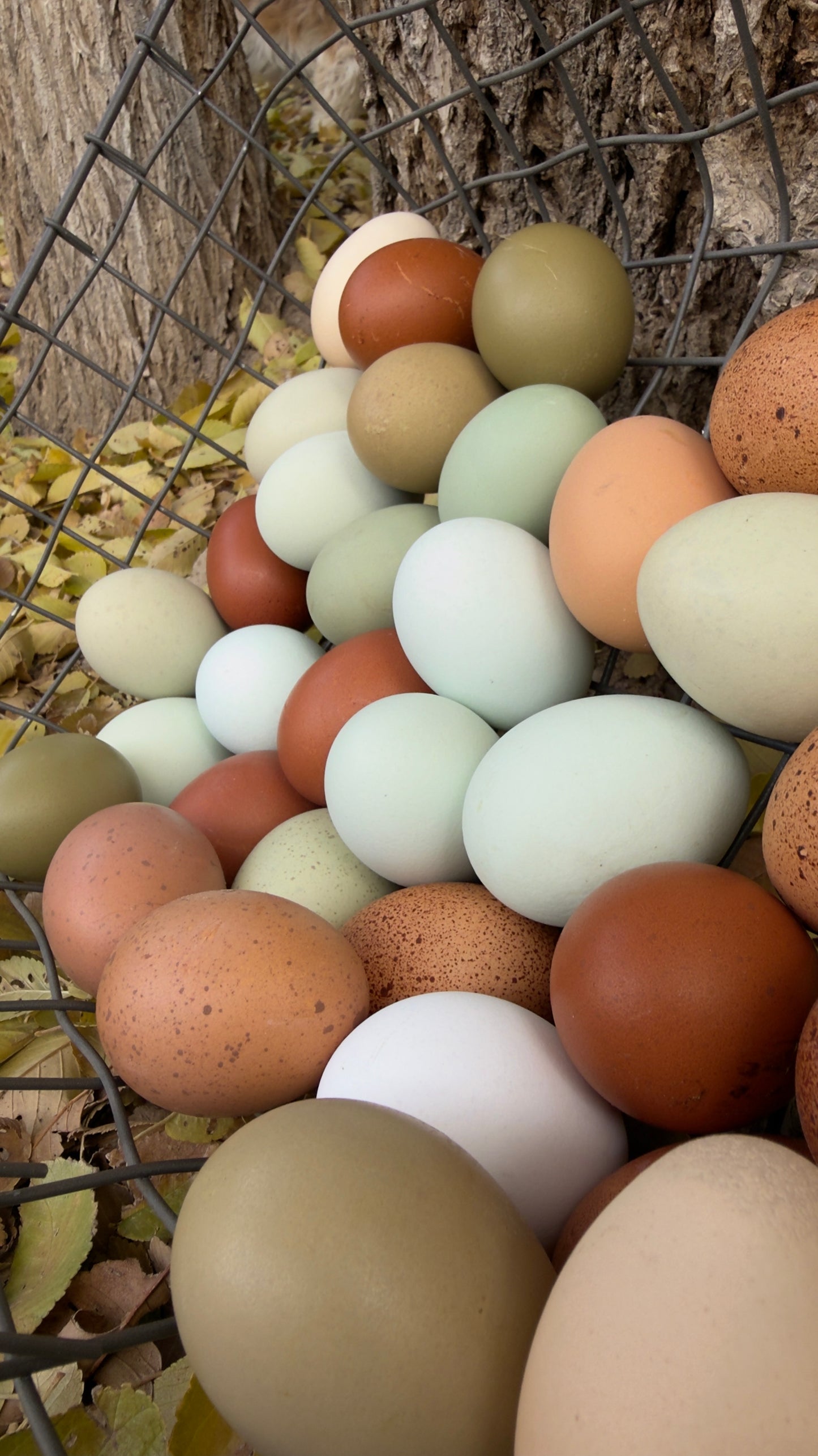 The Eden Line – Hatching Eggs & Homestead Starter Bundle