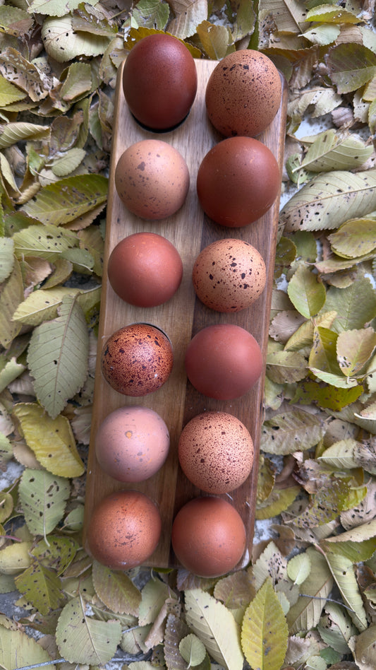 The Eden Line – Hatching Eggs & Homestead Starter Bundle