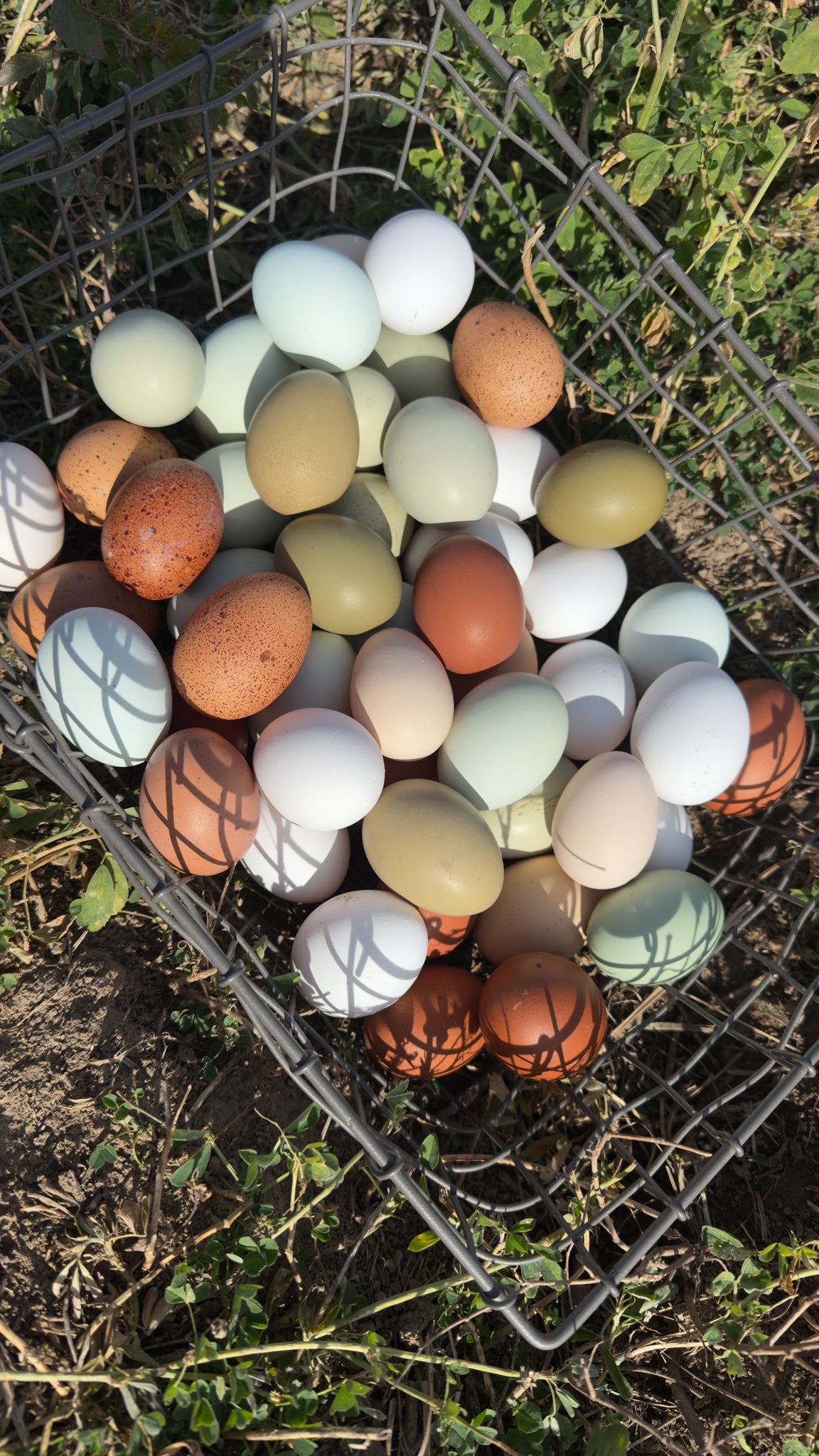 Echo Acres Egg Subscription $8 per Dozen