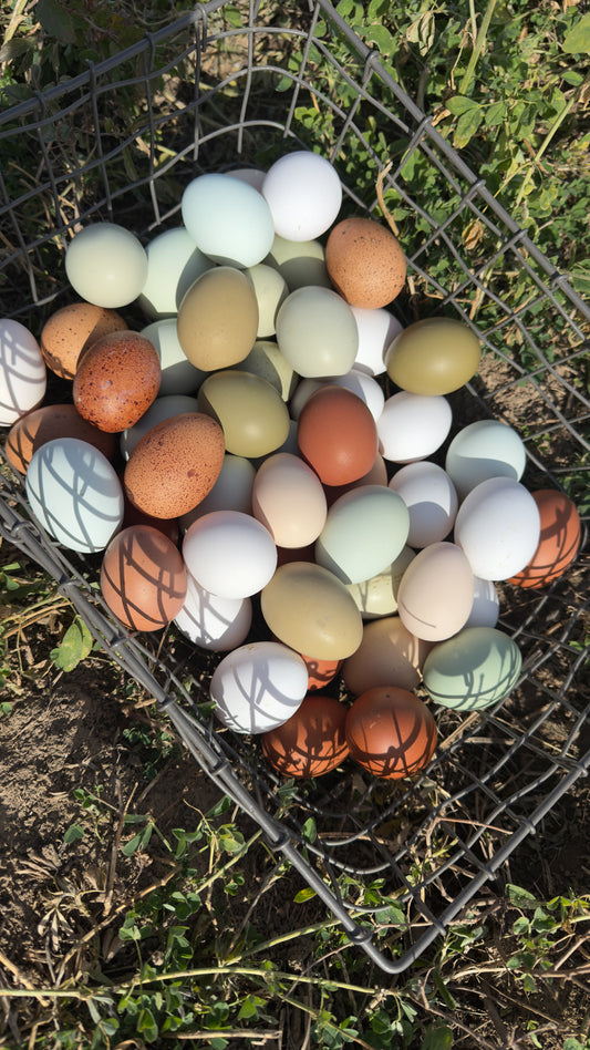 Echo Acres Egg Subscription $8 per Dozen