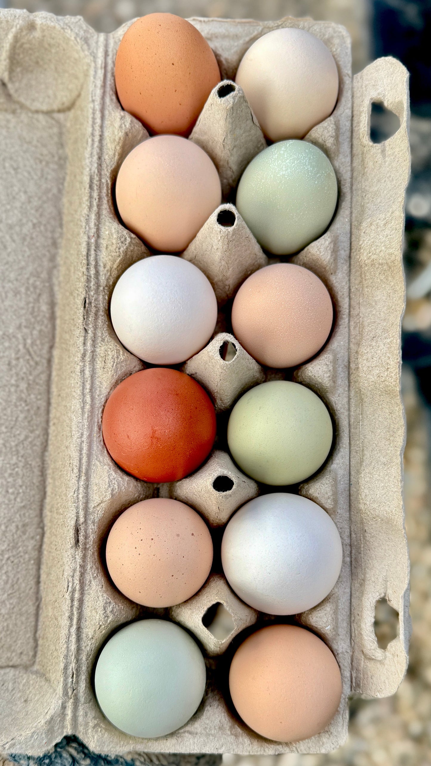 Non-GMO Soy Free Rainbow Eggs - One Dozen - Free Delivery | Tuesdays | Payette, Canyon, Malheur Counties